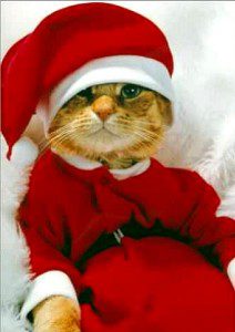 Weihnachtskatze
