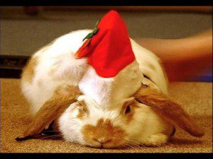 Weihnachtshase