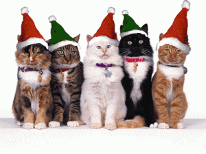 chats-de-noel